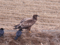 흰꼬리수리 Haliaeetus albicilla | white-tailed sea eagle