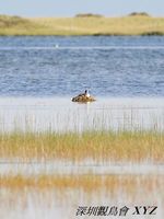 Podiceps cristatus Great Crested Grebe 鳳頭鷿鷉 056-020