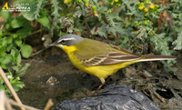 Fig. 16. Yellow Wagtail(M.f. simillima) : 흰눈썹긴발톱할미새