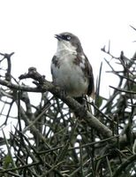 シロハラヤブチメドリ Northern Pied-Babbler Turdoides hypoleucus