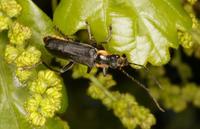 Cantharis obscura