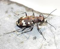 Cicindela hybrida - Northern Dune Tiger Beetle