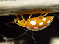 Halyzia sedecimguttata - Orange Ladybird