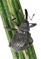 Anthonomus rubi - Strawberry blossom weevil