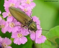 Ctenicera pectinicornis