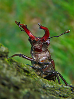 Lucanus cervus - Stag beetle