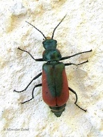 Malachius aeneus