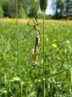 Tipula vernalis