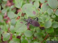 Acanthocephala terminalis
