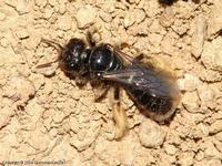 Panurgus calcaratus