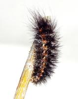 Cycnia sordida
