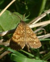 Ematurga atomaria - Common Heath