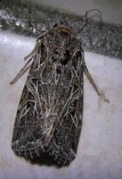 Spodoptera littoralis - Mediterranean Brocade