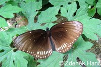 Euploea core - Common Indian Crow