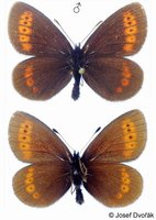 Erebia sudetica - Sudeten Ringlet