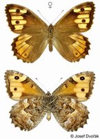Hipparchia semele - Grayling