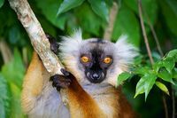 photograph of black lemur: Lemur macao