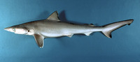 Rhizoprionodon terraenovae, Atlantic sharpnose shark: fisheries, gamefish