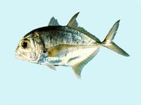 Caranx bucculentus, Bluespotted trevally: fisheries, gamefish