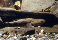 Oxyeleotris marmorata, Marble goby: fisheries, aquaculture, aquarium