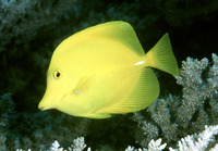 Zebrasoma flavescens, Yellow tang: aquarium
