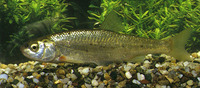 Leuciscus souffia, Varione: aquarium
