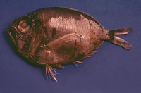 Diretmoides pauciradiatus, Longwing spinyfin: fisheries