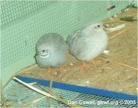 Button Quail Coturnix chinensis