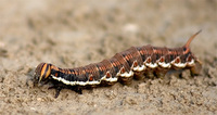 Agrius convolvuli - Convolvulus Hawk-moth