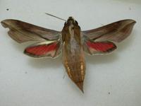 Hippotion boerhaviae