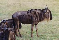Image of: Connochaetes taurinus (blue wildebeest)