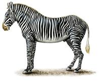Image of: Equus grevyi (Grevy's zebra)
