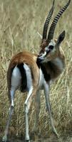 Image of: Eudorcas thomsonii (Thomson's gazelle)