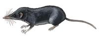 Image of: Feroculus feroculus (Kelaart's long-clawed shrew)