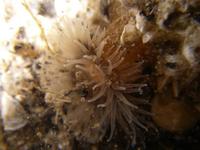Sagartiogeton undatus