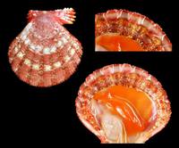 Bractechlamys corallinoides