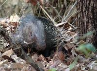 Image of: Hystrix indica (Indian crested porcupine)