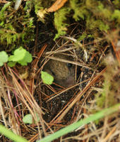 Image of: Napaeozapus insignis (woodland jumping mouse)