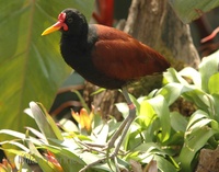 Jacana jacana - Wattled Jacana