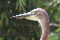 Ardea goliath - Goliath Heron