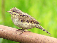 Jynx torquilla - Wryneck