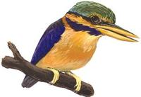 Image of: Actenoides concretus (rufous-collared kingfisher)