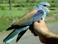 Image of: Coracias benghalensis (Indian roller)