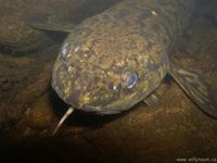 Lota lota - American Burbot