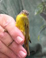 Image of: Vermivora ruficapilla (Nashville warbler)