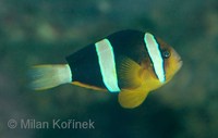 Amphiprion clarkii - Yellowtail clownfish