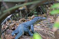 Image of: Varanus salvator (water monitor)