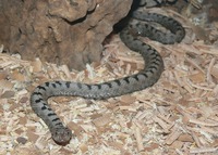 Vipera transcaucasiana - Transcaucasian sand viper