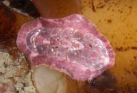 ニシキヒザラガイ Onithochiton birasei