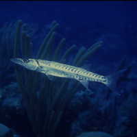 Sphyraena barracuda (Edwards, 1771) [Sphyraenidae]